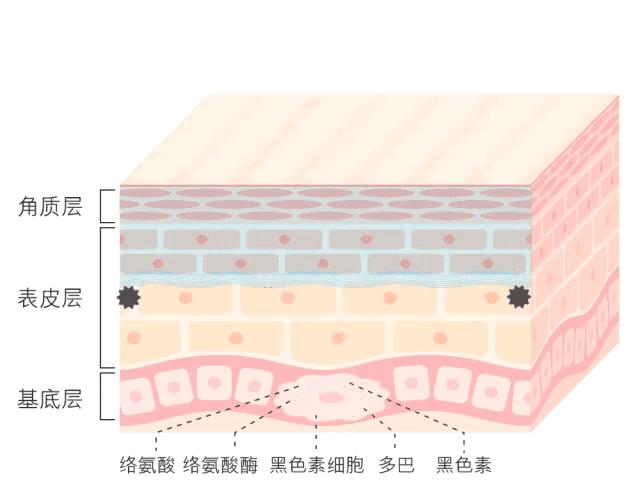 白小姐一码一肖中特1肖,白小姐一码一肖中特一肖的神秘魅力